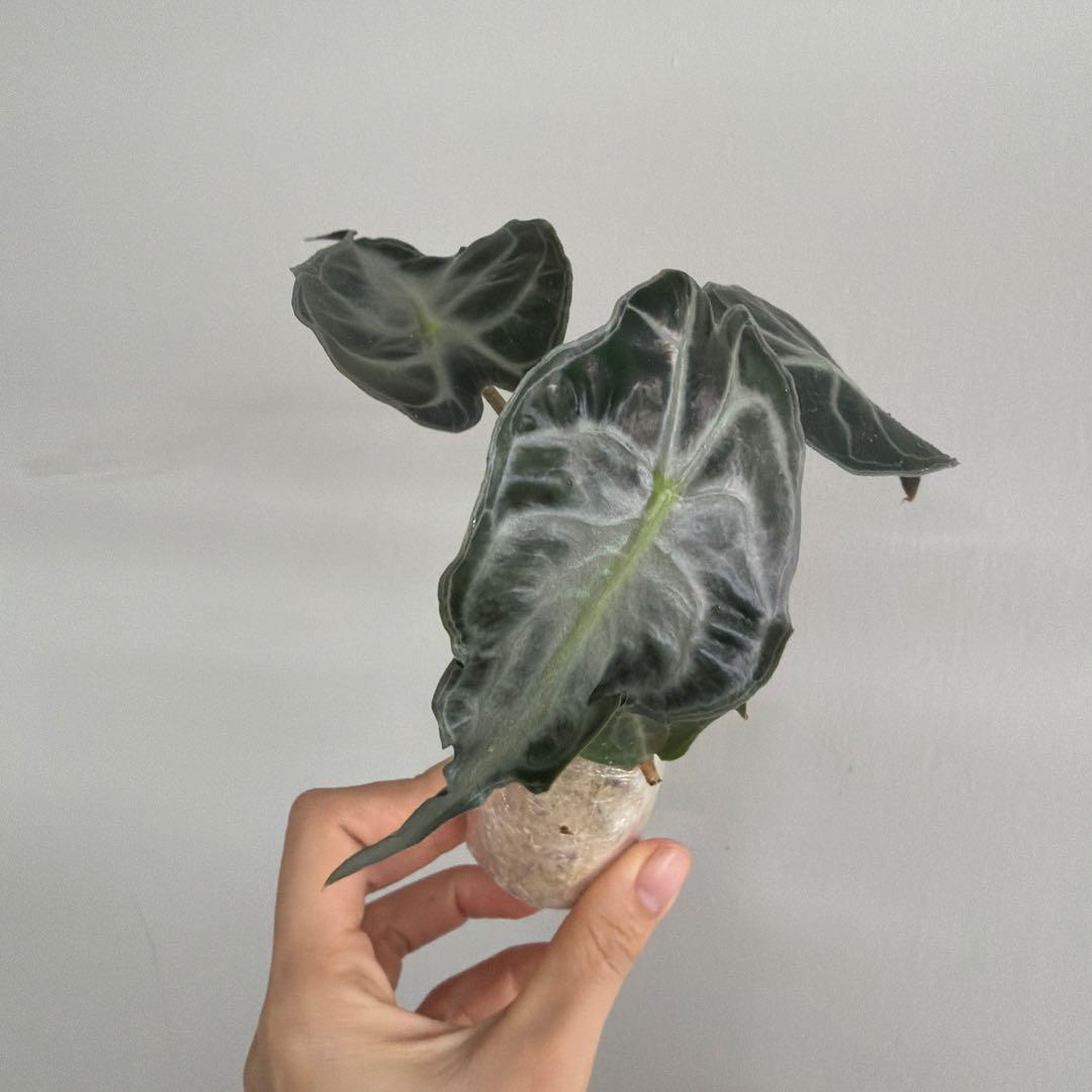 アロカシア ヴェノム Alocasia 'Venom' 管理番号s228
