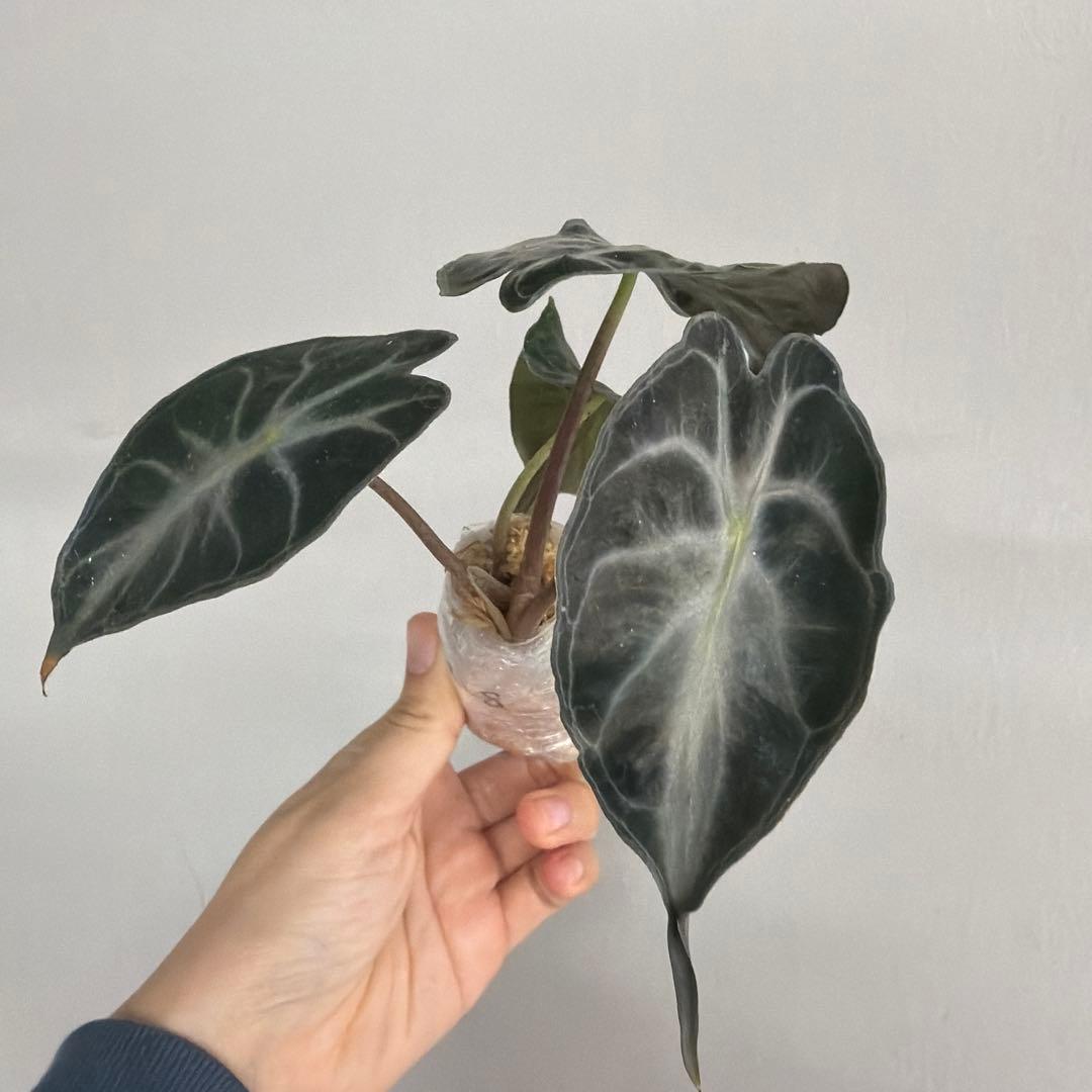 アロカシア ヴェノム Alocasia 'Venom' 管理番号s228