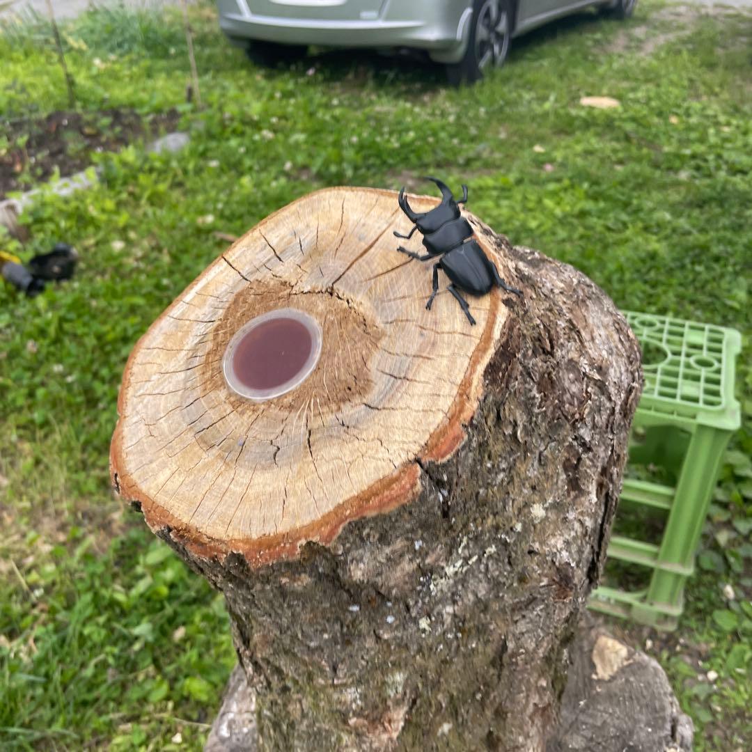 特大クワリウム　樹洞　登り木　エサ台　シェルター