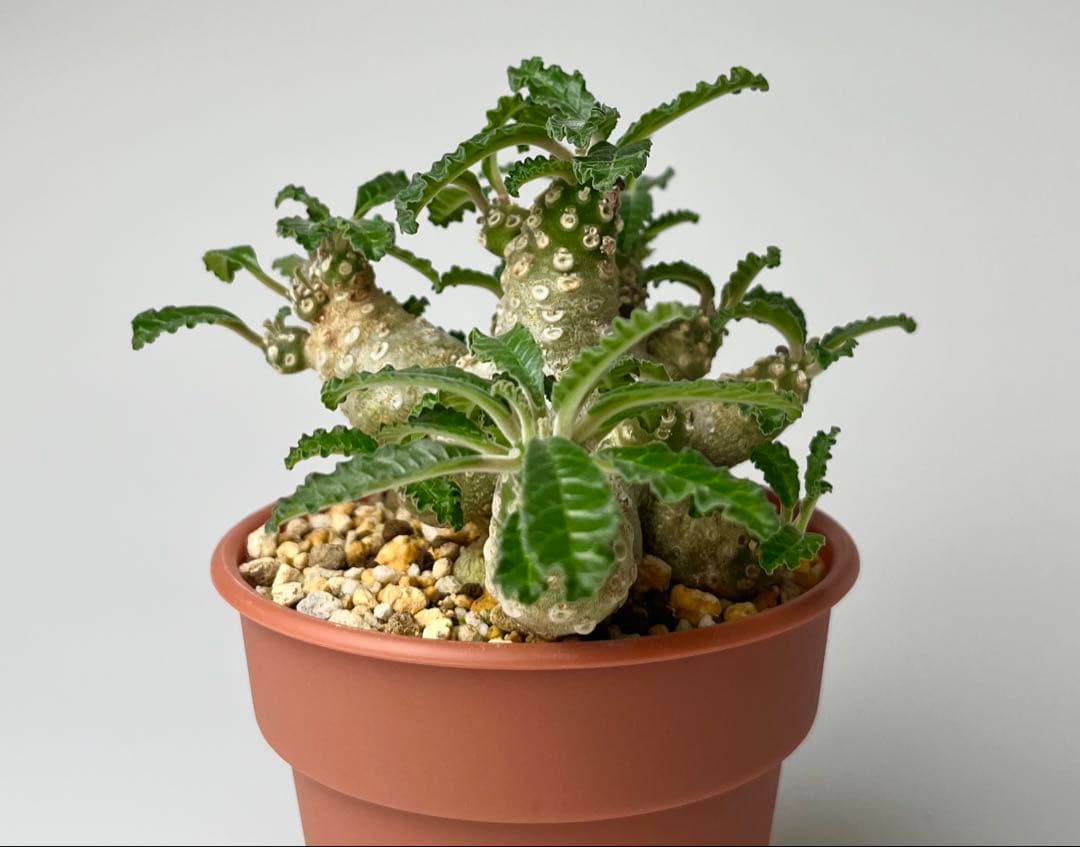 【レア/塊根植物】ドルステニア ラブラニー メス株（大株）鉢植え ②