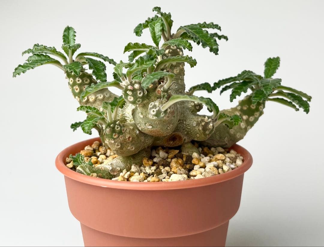 【レア/塊根植物】ドルステニア ラブラニー メス株（大株）鉢植え ②