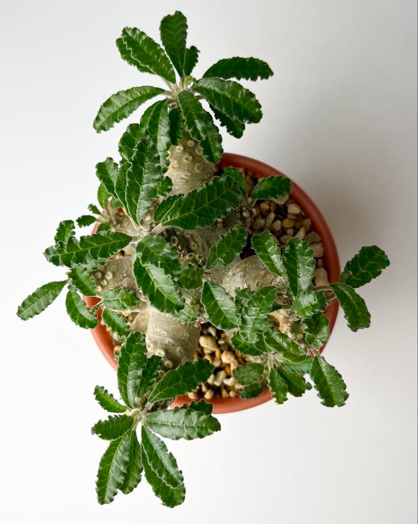 【レア/塊根植物】ドルステニア ラブラニー メス株（大株）鉢植え ②