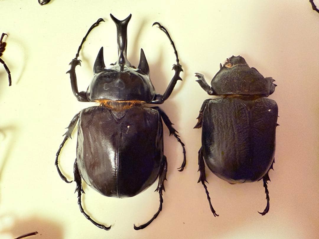 【標本】ヴァズデメロゾウカブト　ボリビア産 92ミリ　WF1累代飼育個体