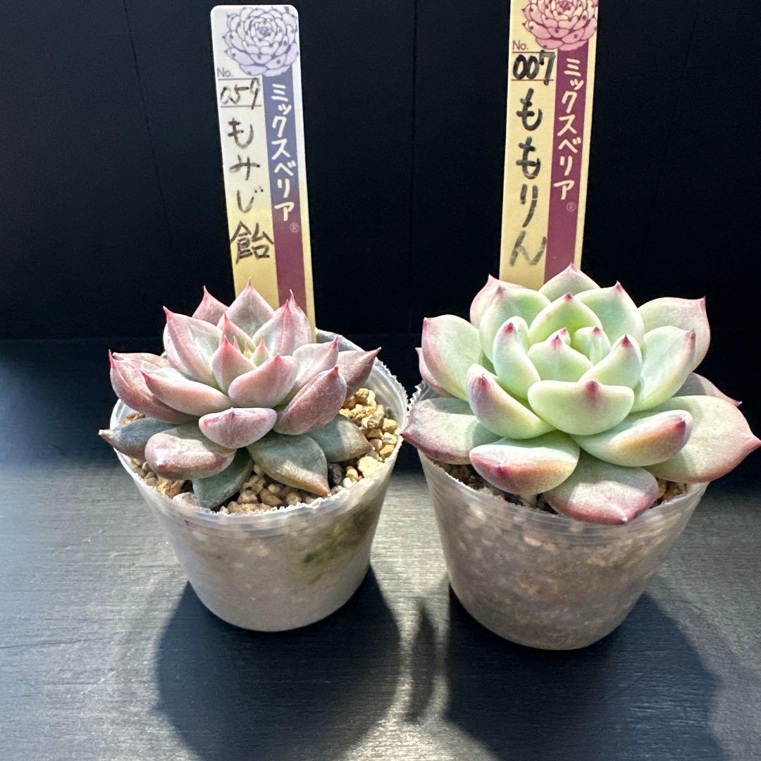 ア*サ様 おらいさん苗10点セット　まだまだ可愛いくなりますのでお楽しみに♡ 札