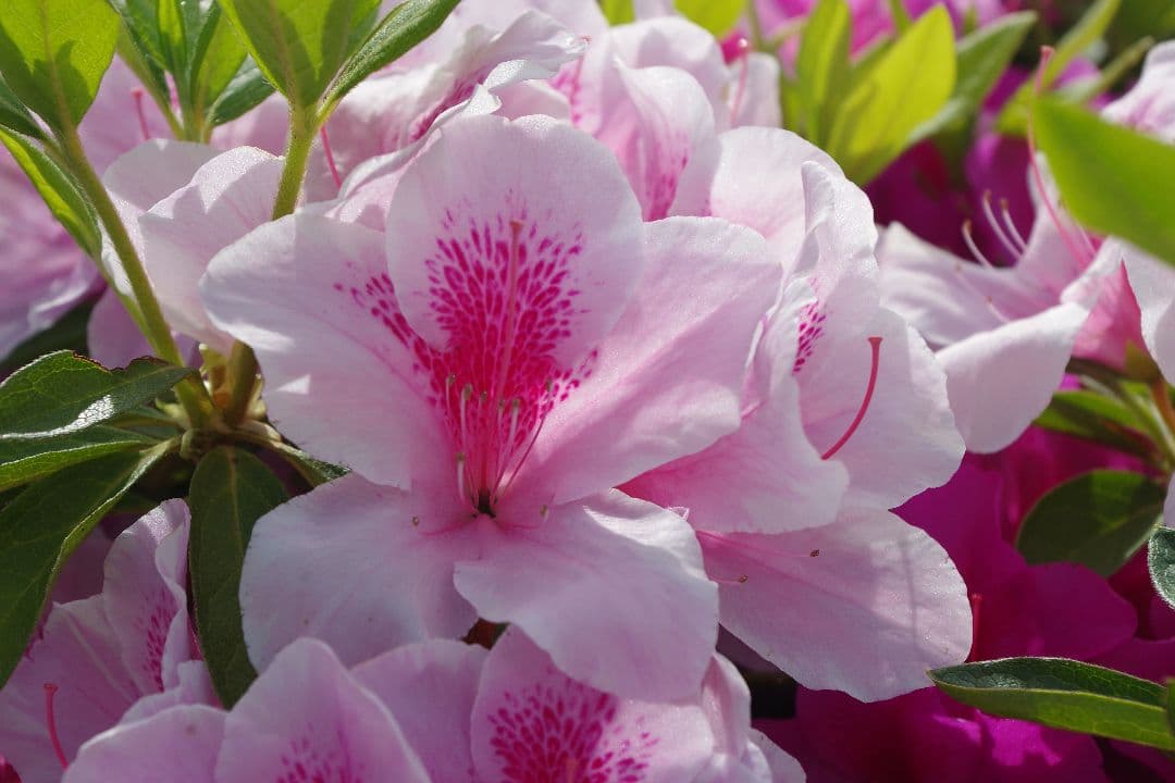 PENTAX K-S1 デジタル一眼レフカメラ ブルー iPhone転送セット