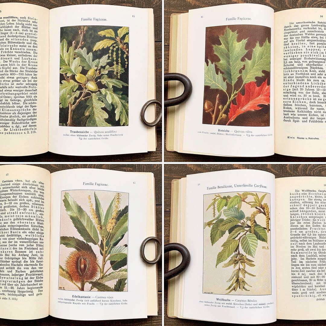 [1923年]ドイツの古い植物図鑑/植物画 ボタニカルアート 雰囲気◎/