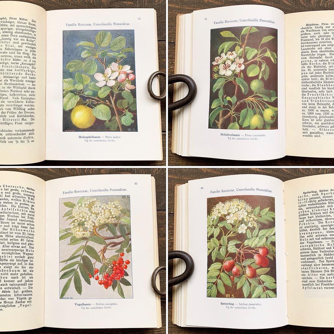[1923年]ドイツの古い植物図鑑/植物画 ボタニカルアート 雰囲気◎/