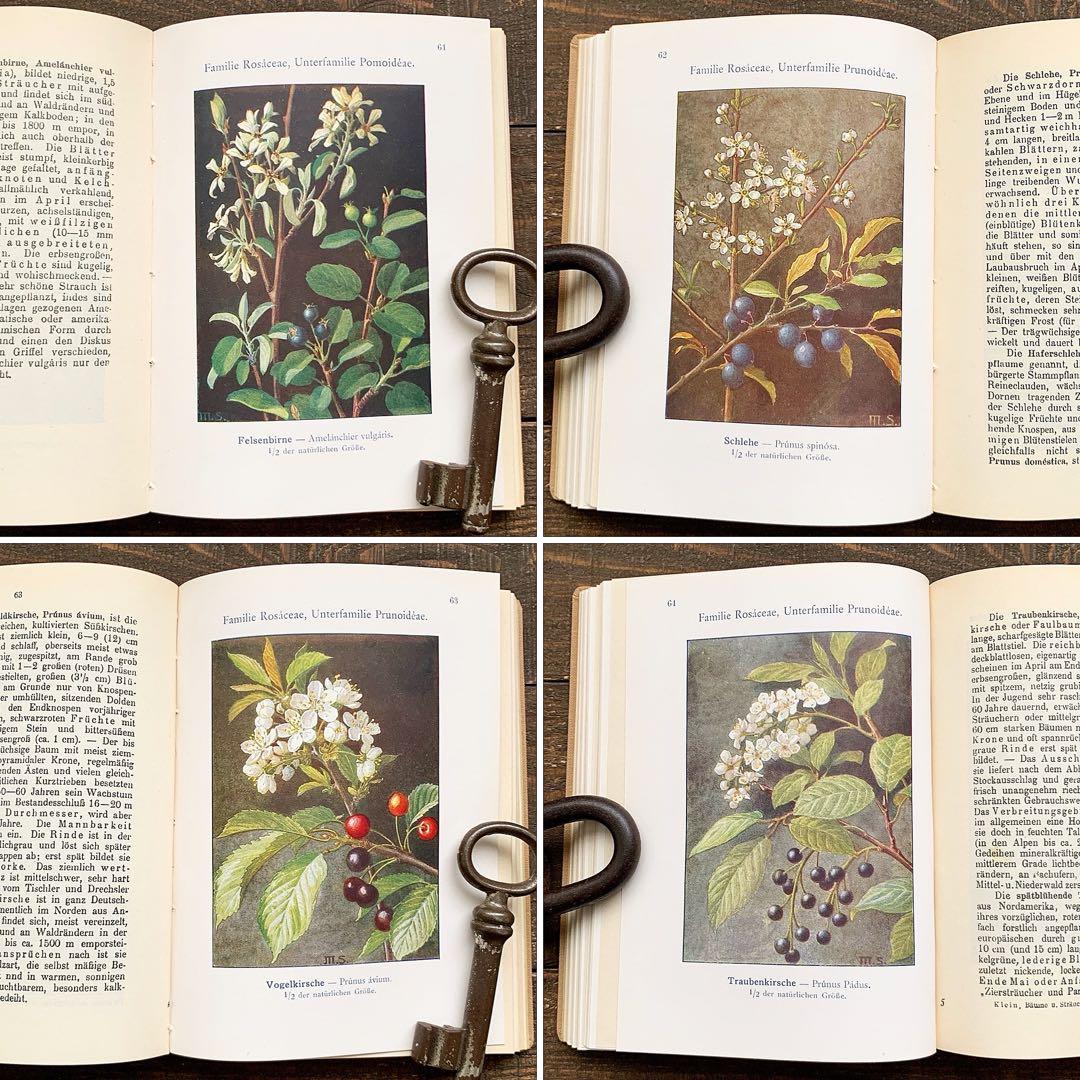 [1923年]ドイツの古い植物図鑑/植物画 ボタニカルアート 雰囲気◎/