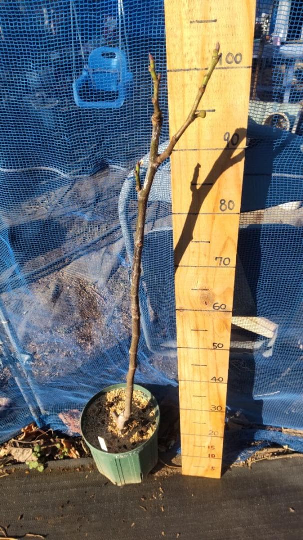 イチジク ブラックマデイラ 2年生8号鉢植えと穂木4本　 №2