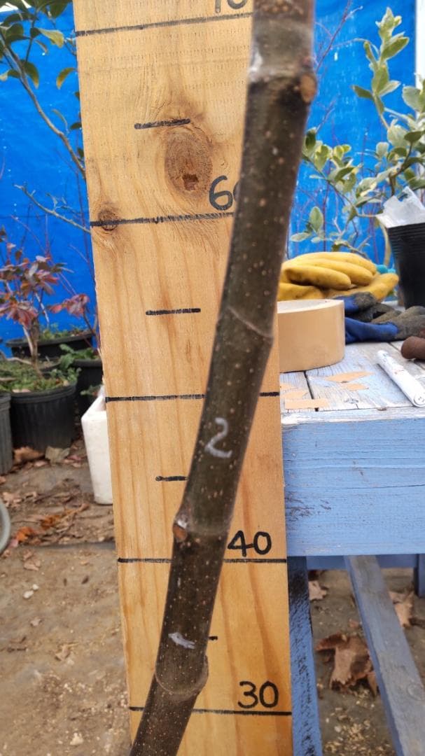 イチジク ブラックマデイラ 2年生8号鉢植えと穂木4本　 №2