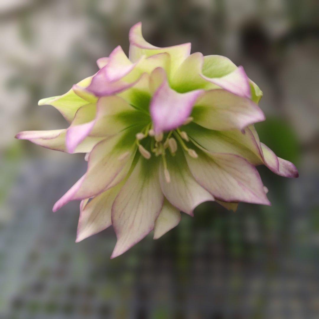 K*o様 大木ナーセリー❤️ クリスマスローズ❤️ ヘルツェ✕ヒデ交配❤️