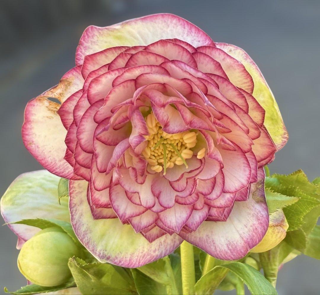 ★鮮やかピコティ　ホワイト小輪★クリスマスローズ開花株