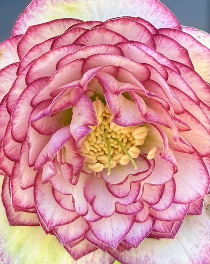 ★鮮やかピコティ　ホワイト小輪★クリスマスローズ開花株