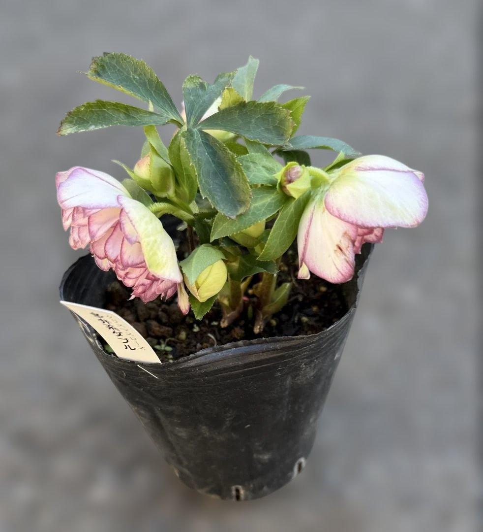 ★鮮やかピコティ　ホワイト小輪★クリスマスローズ開花株