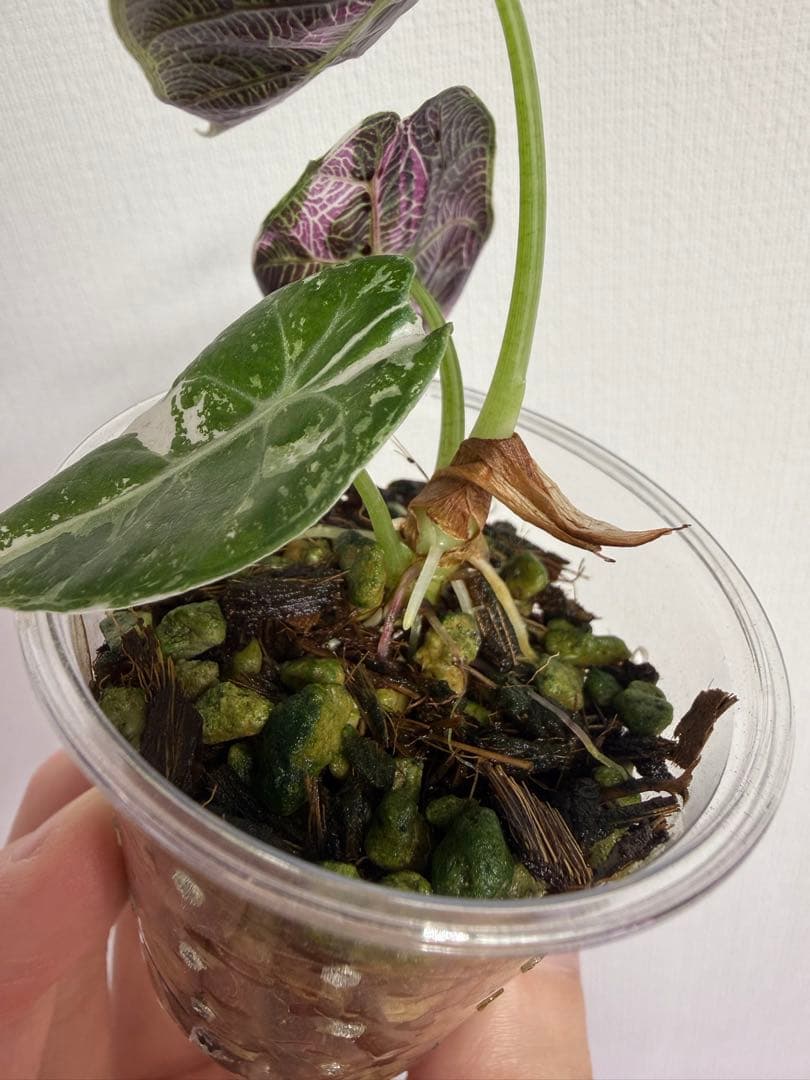 アロカシア　ワトソニアナピンク斑入り