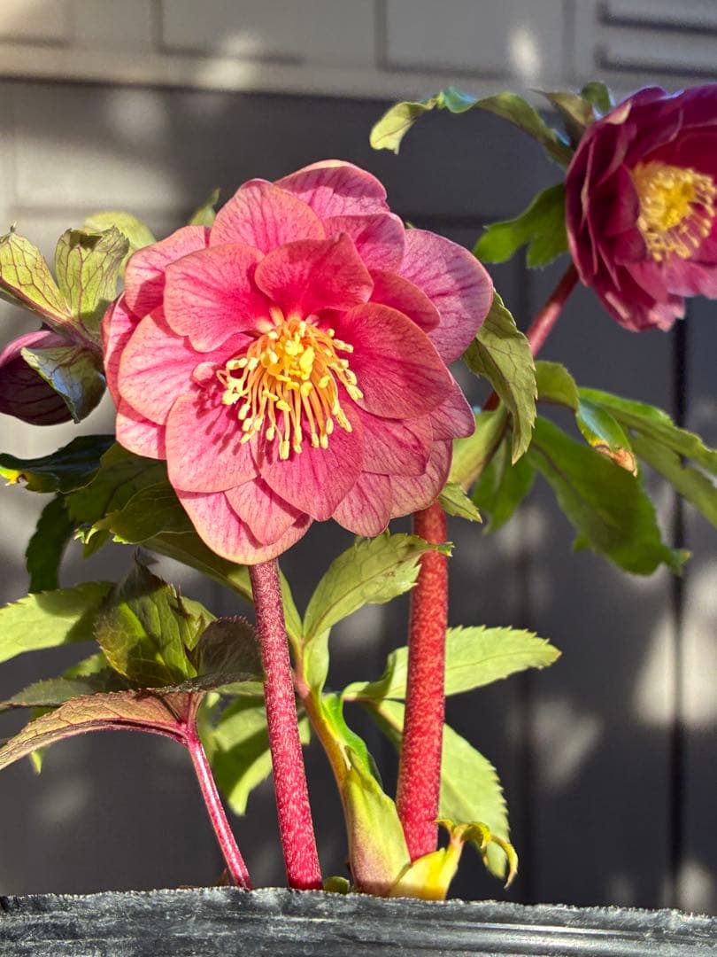 ♡加藤農園♡エクリプス交配　赤軸美花