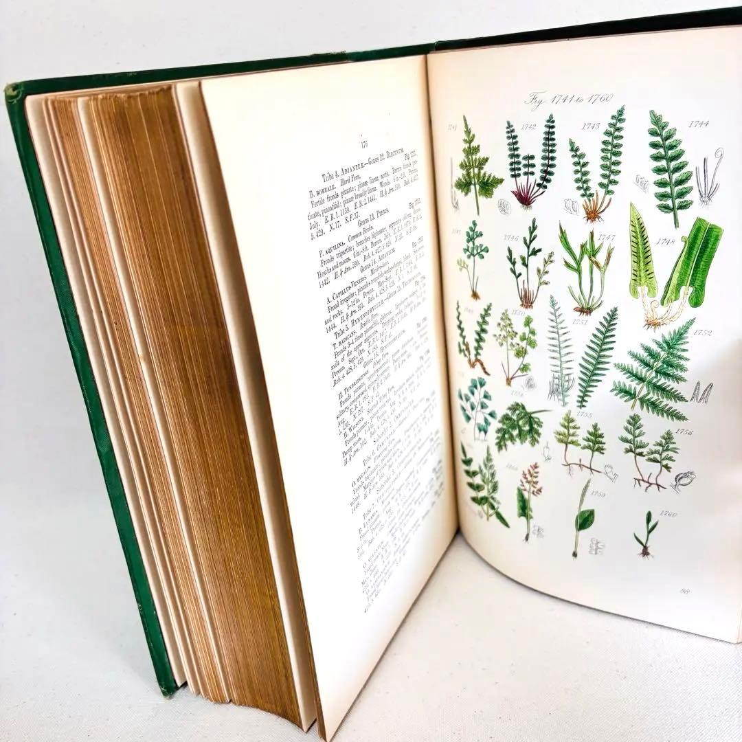 洋書　1876年 野の花 British 花 植物図鑑 英国 Sowerby