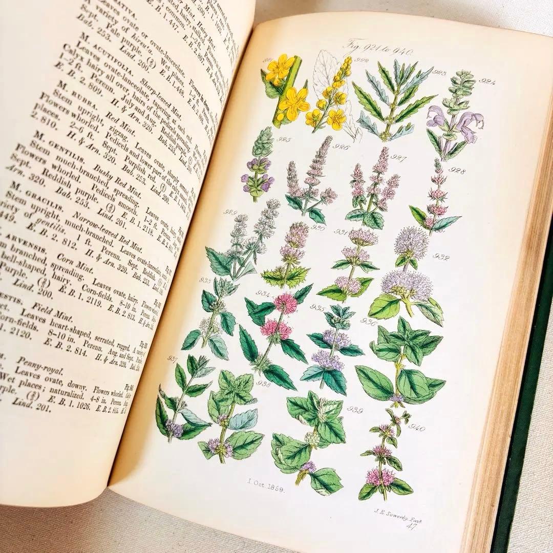 洋書　1876年 野の花 British 花 植物図鑑 英国 Sowerby