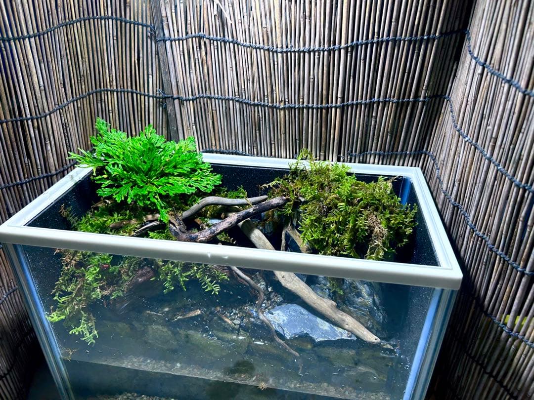 水の流れる滝テラリウム水槽　苔テラリウム