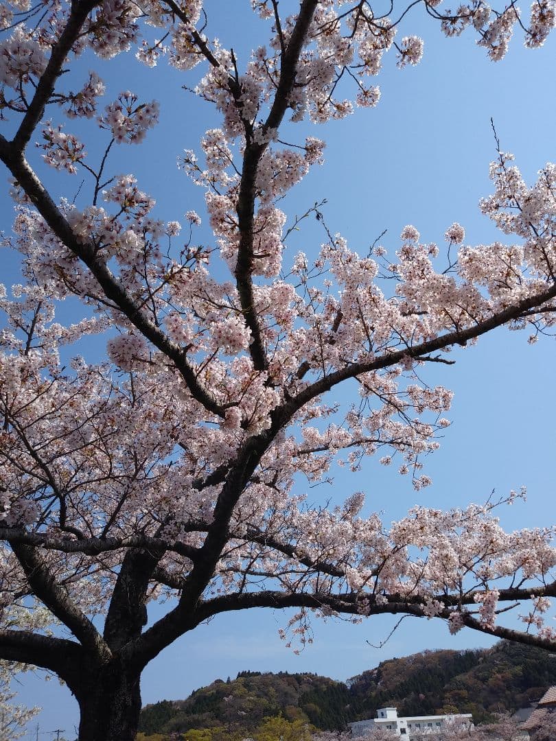 【h79046267】南野陽子/ NANNO BOX