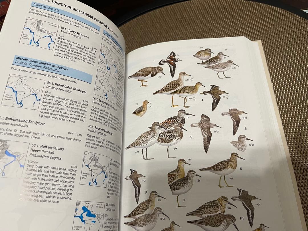 洋書 Birds of South Asia: The Ripley Guide