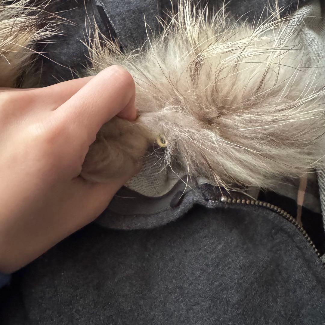 バーバリー　ブルーレーベル　リアルファー付きフード パーカー