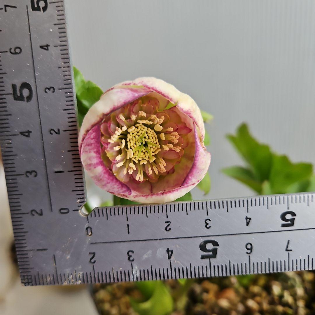 ㉖-498クリスマスローズ