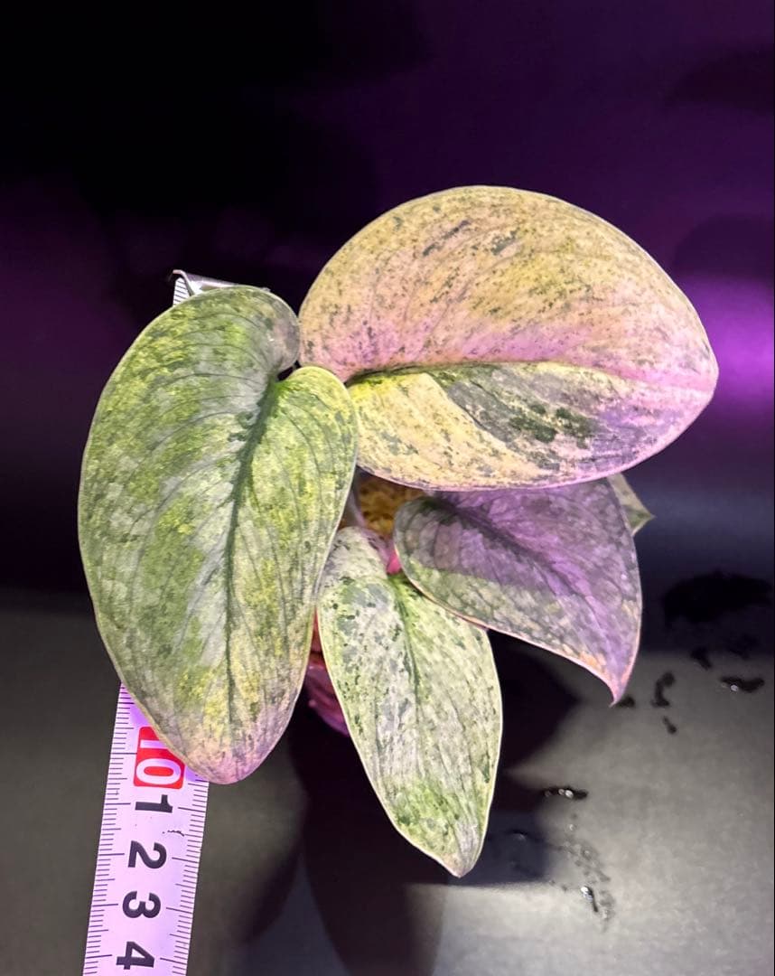 スキンダプサス　綺麗な斑入り　セット　F1