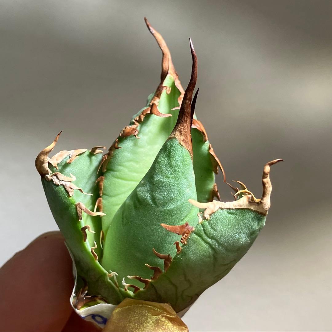 匿名配送【初売り】⑤REZA産　イラン　アガベ　Tarantula タランチュラ