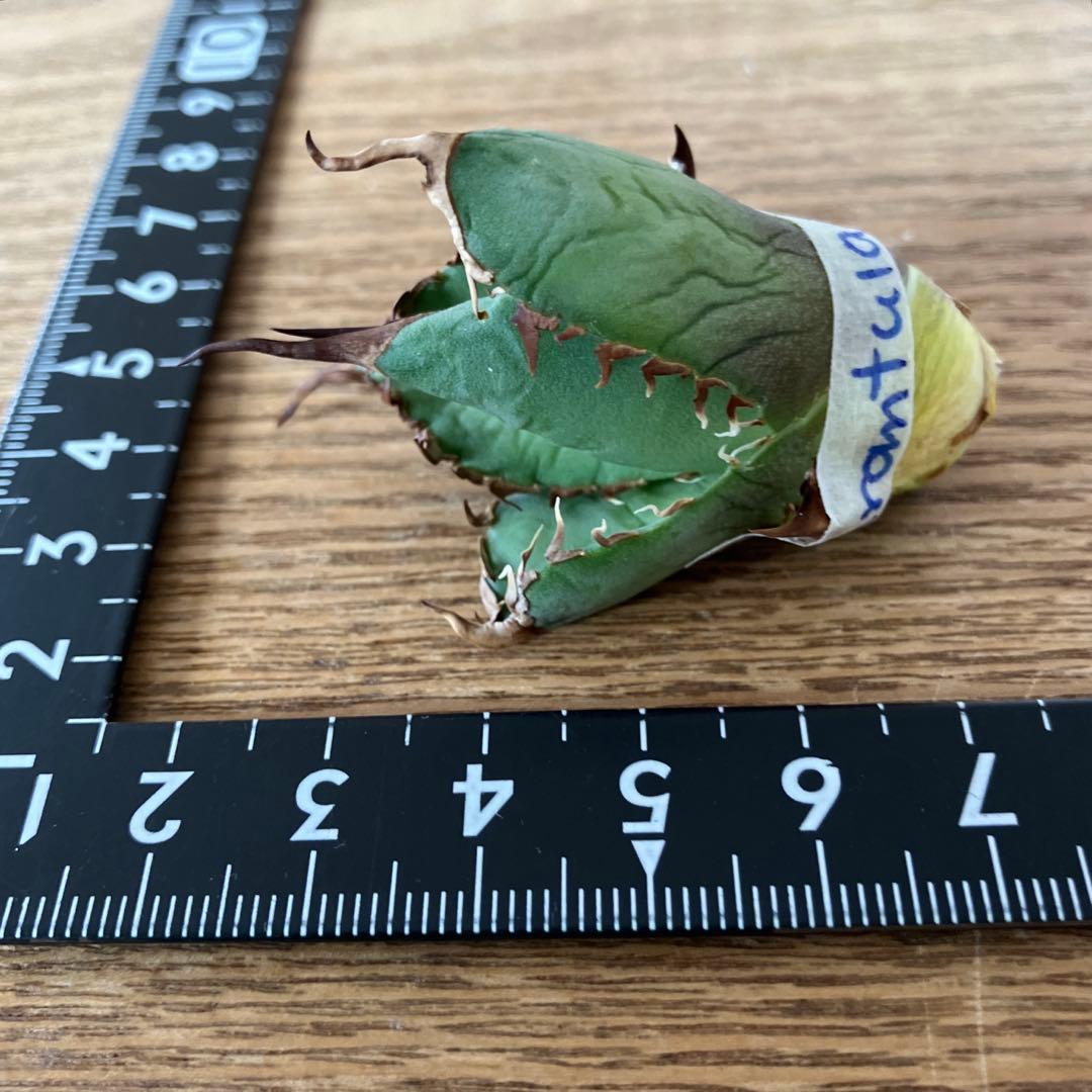 匿名配送【初売り】⑤REZA産　イラン　アガベ　Tarantula タランチュラ