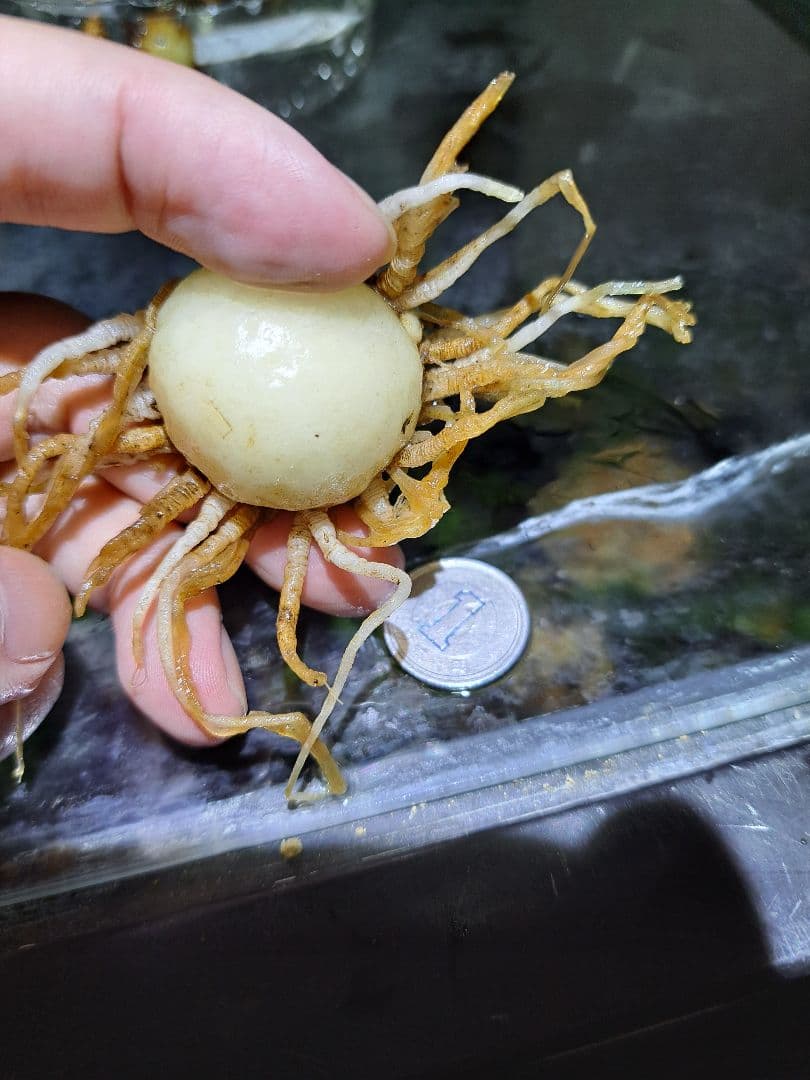 て*す様 *山野草　ヒュウガヒロハテンナンショウ　鹿児島県産の実生　大球