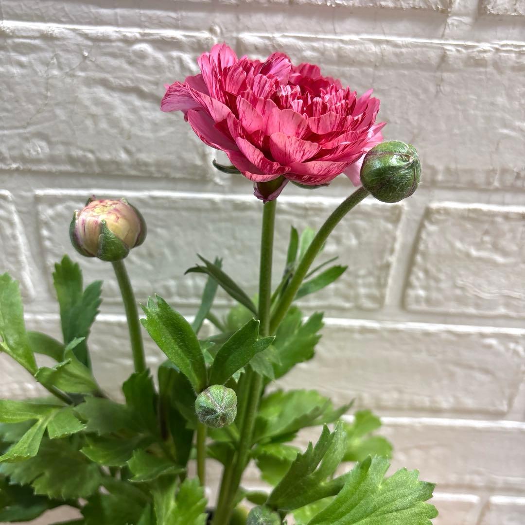 ジャイラナンキュラスラックス♡イカロス♡3.5号ロング3点♡メルカリ便