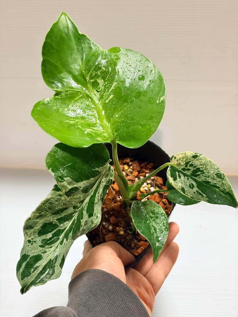 ☆美株☆ モンステラ バルバソー バルバソウル フシギダネ