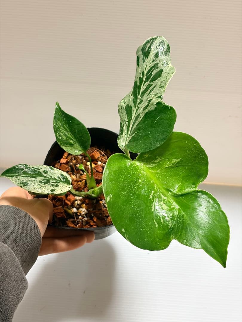 ☆美株☆ モンステラ バルバソー バルバソウル フシギダネ