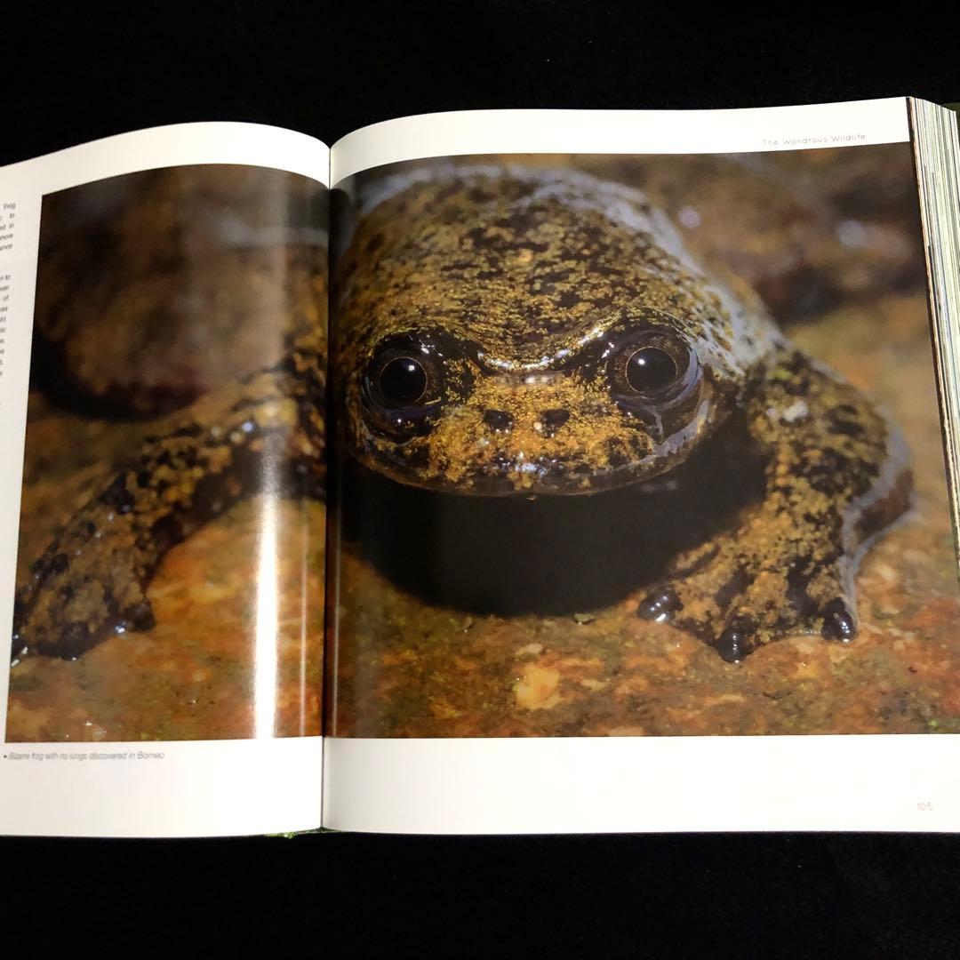 ボルネオ島 野生動物 写真集「Borneo's Wildlife」