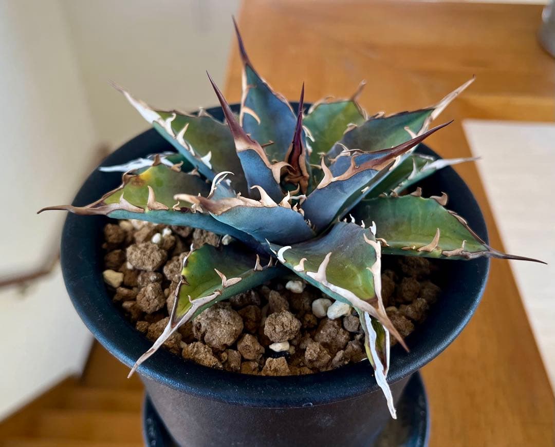 やーまん太郎 アガべ ハイブリッド エボリスピナ×美系厳龍 福園藝産