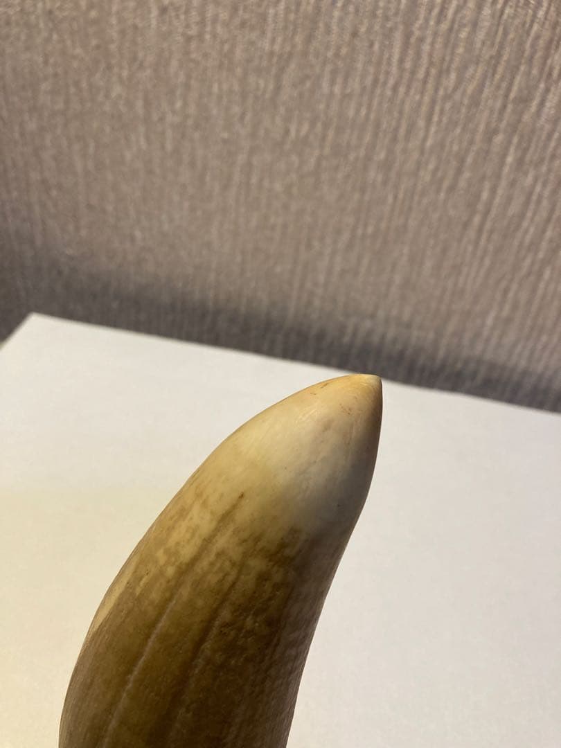 マッコウクジラ歯（根付け　ルアー)