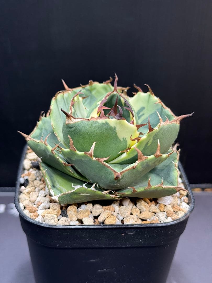 アガベ　ジャガーノート錦　覆輪斑　親株　子株付き