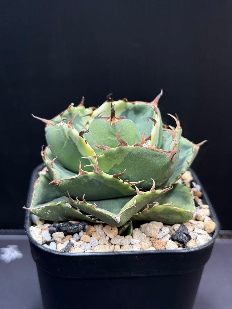 アガベ　ジャガーノート錦　覆輪斑　親株　子株付き