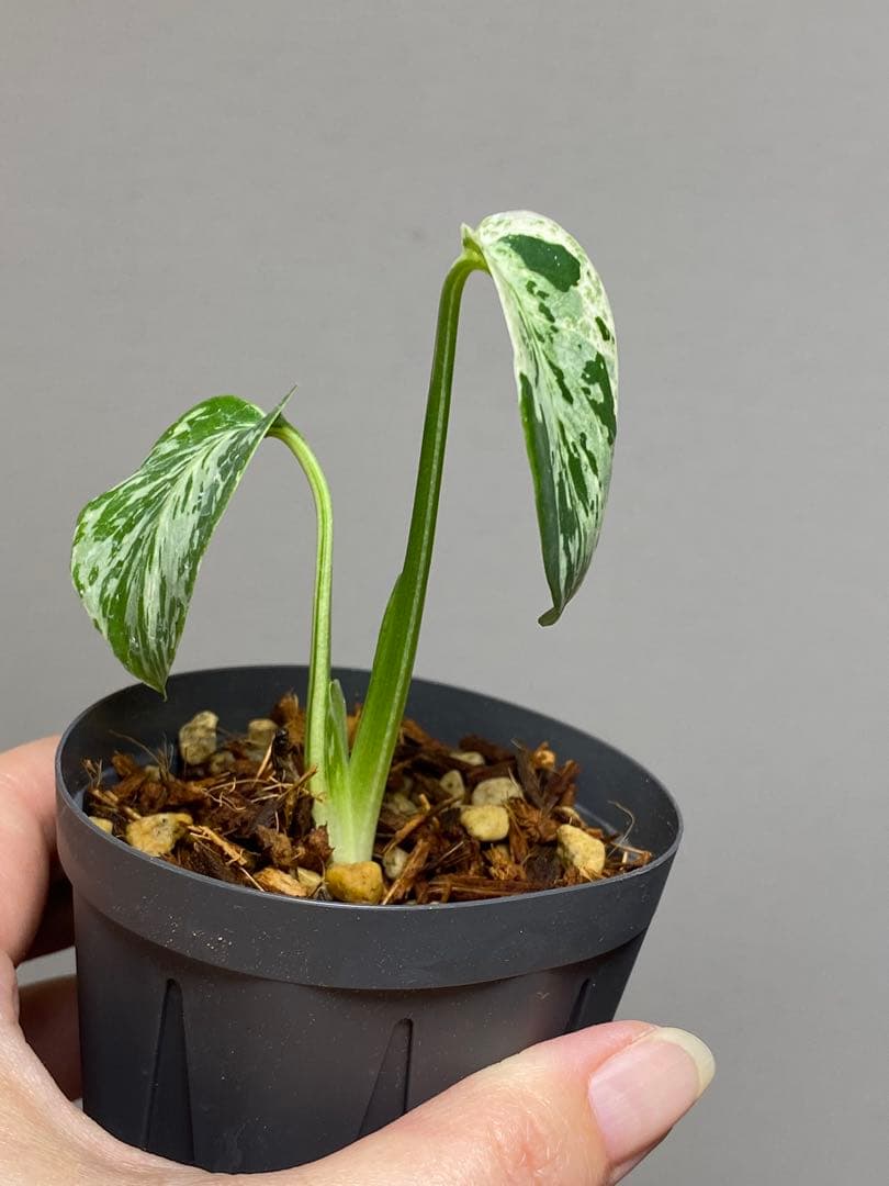 T*T様 【将来有望株‼️】モンステラ　デリシオーサ　バルバソー　フシギダネ/ベ