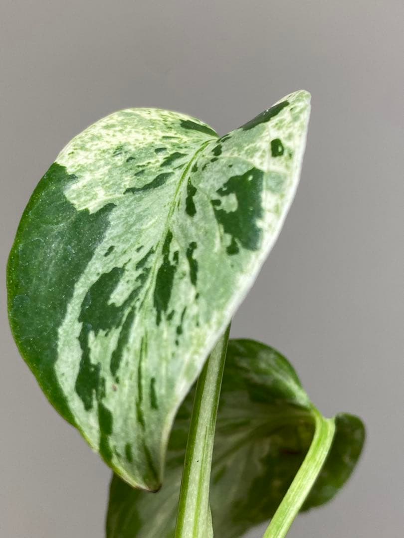 T*T様 【将来有望株‼️】モンステラ　デリシオーサ　バルバソー　フシギダネ/ベ