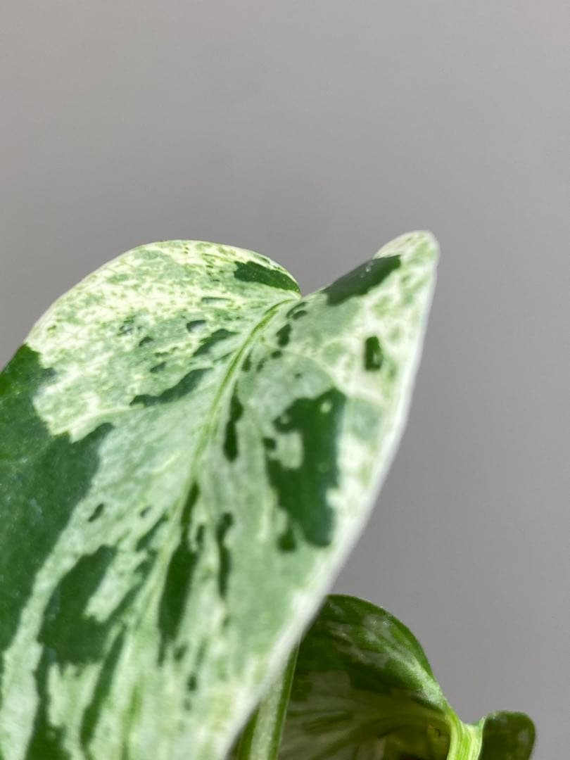 T*T様 【将来有望株‼️】モンステラ　デリシオーサ　バルバソー　フシギダネ/ベ