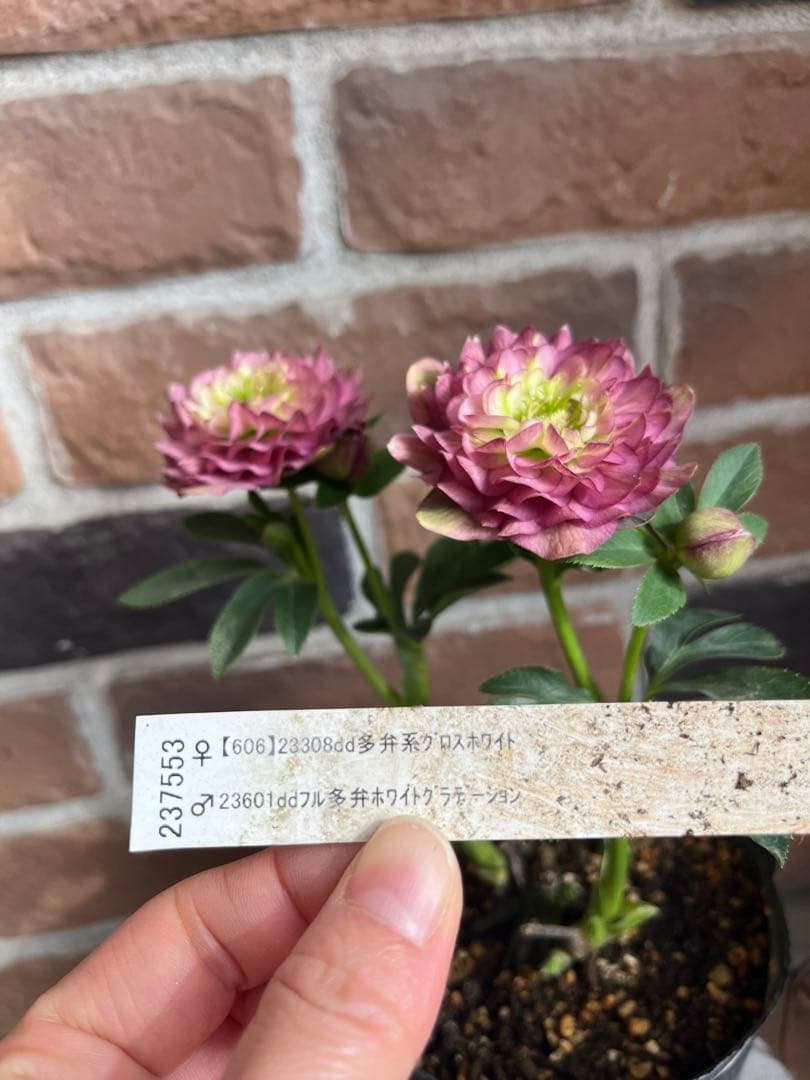 クリスマスローズ　加藤農園　開花株