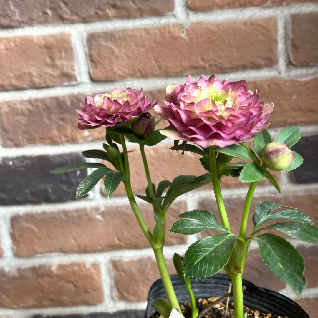 クリスマスローズ　加藤農園　開花株