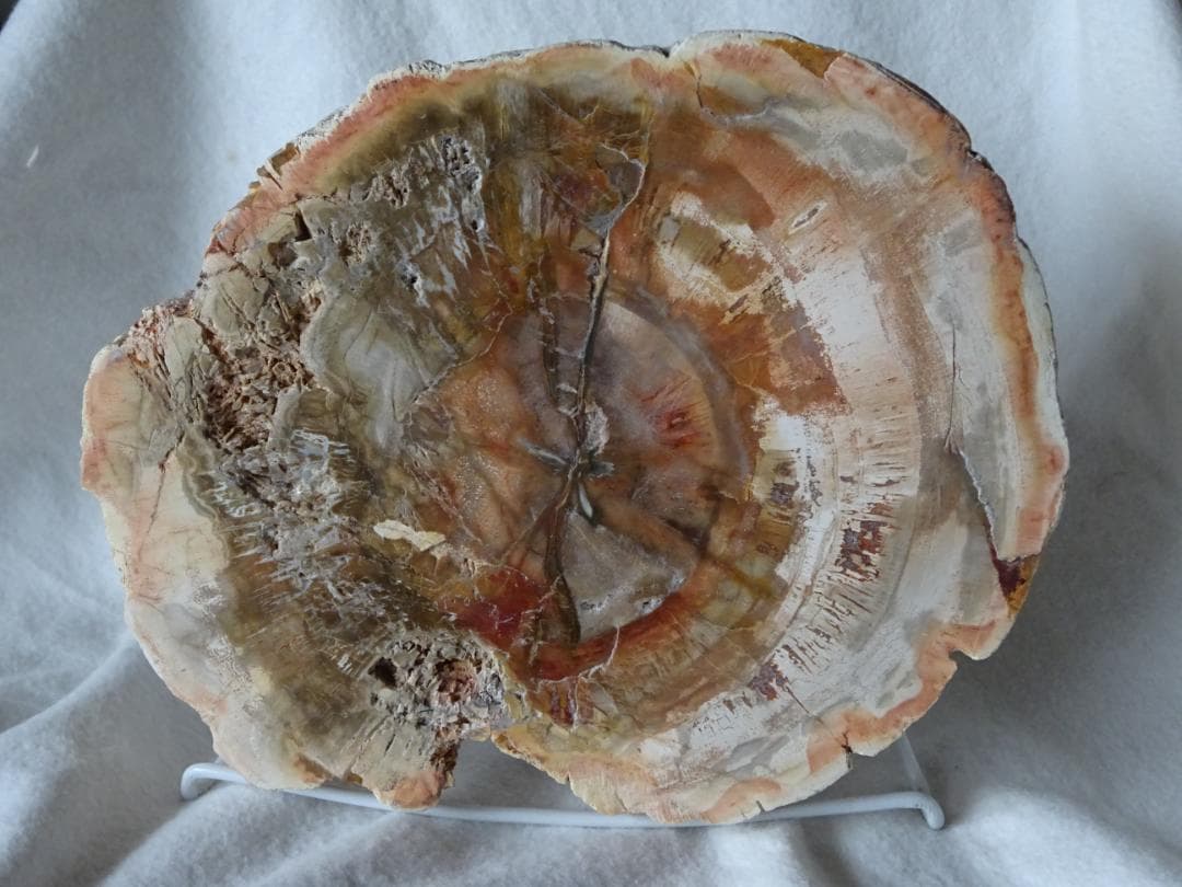 珪化木・化石・天然鑑賞石