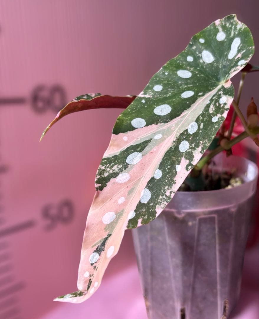 ゆ*ぅ様 ベゴニア マクラータ斑入り　ピンク斑入り