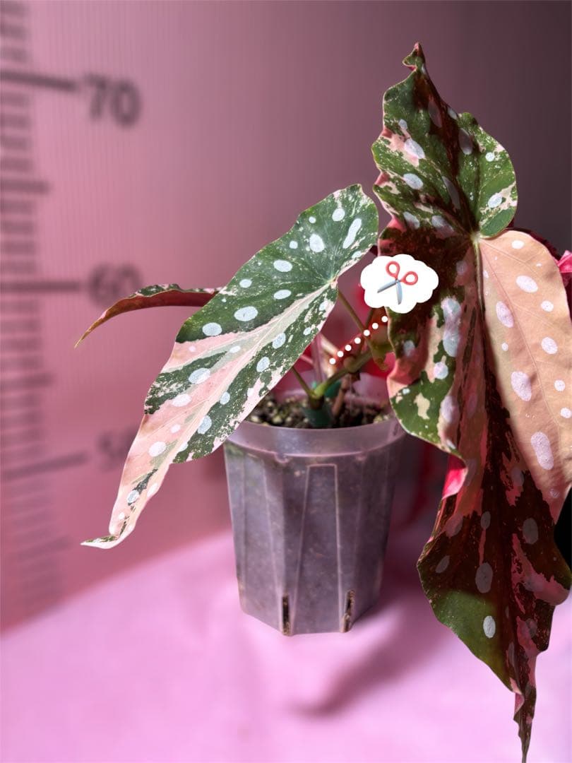 ゆ*ぅ様 ベゴニア マクラータ斑入り　ピンク斑入り