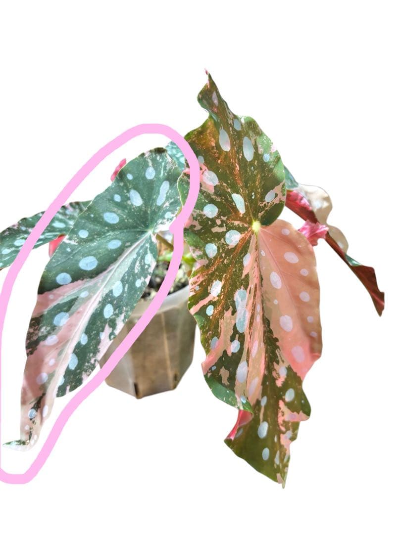 ゆ*ぅ様 ベゴニア マクラータ斑入り　ピンク斑入り