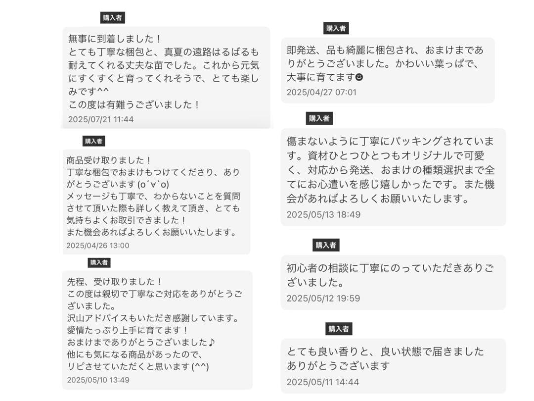 ゆ*ぅ様 ベゴニア マクラータ斑入り　ピンク斑入り