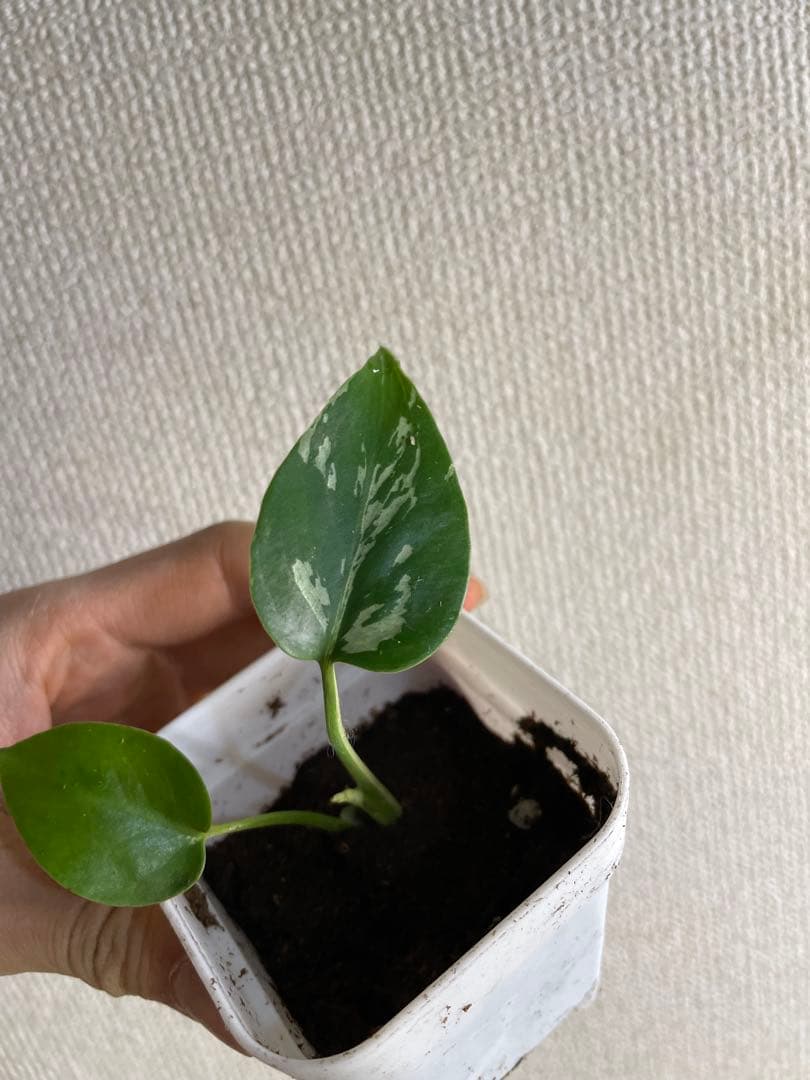 M*e様 モンステラ　デリシオーサ　バルバソー